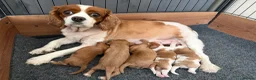 Cavalier King Charles Spaniel dogs for sale: Beautiful King Charles Puppies  - Advert 1