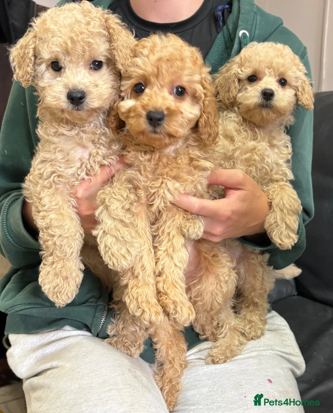 Miniature Poodle dogs for sale: Gorgeous Female Miniature Poodles Ready To Leave! - Advert 1