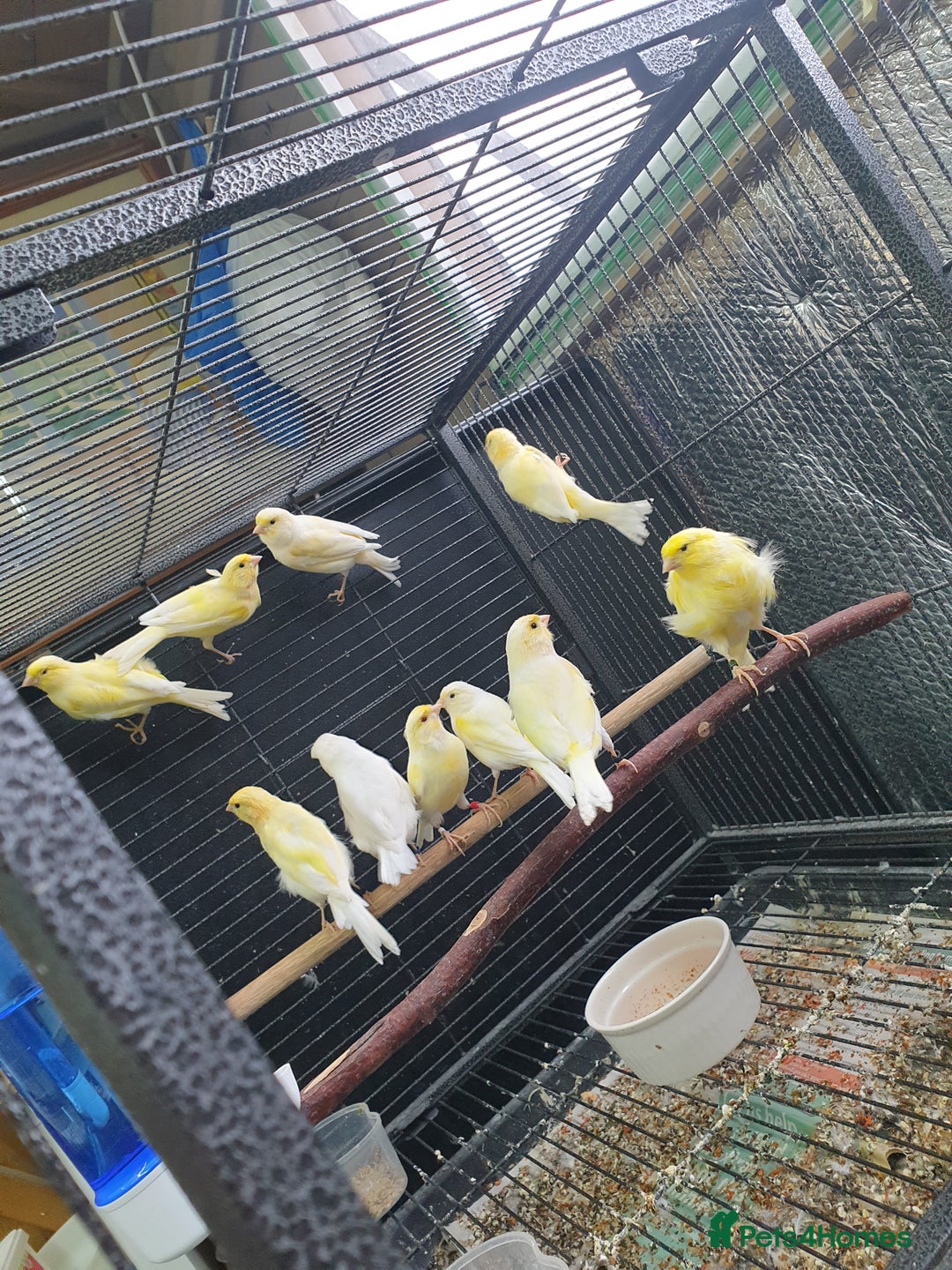 Canaries birds for sale: Canary for sale  - Image 20