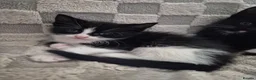 Domestic Shorthair cats for sale: Beautiful black and tabby babies  - Advert 19