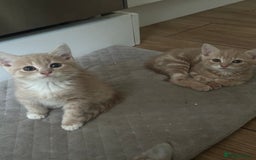 Mixed Breed cats for sale: WELL RAISED KITTYS 4 BEST HOMES ONLY……❤️ - Image 5