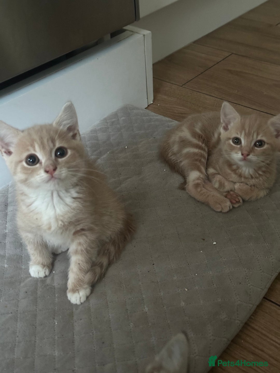 Mixed Breed cats for sale: WELL RAISED KITTYS 4 BEST HOMES ONLY……❤️ - Image 5