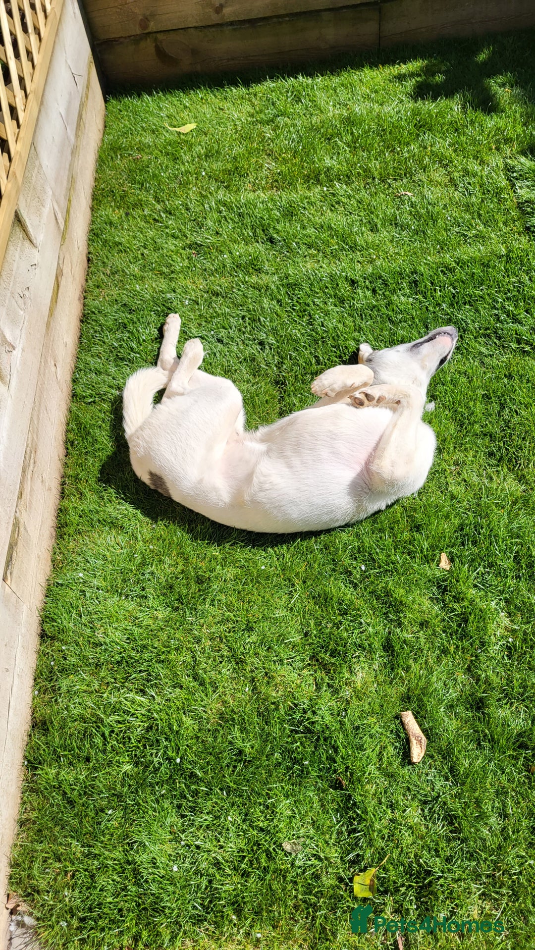 Siberian Husky dogs for sale: Our amazing Siberian Husky "Rocky" - Advert 9