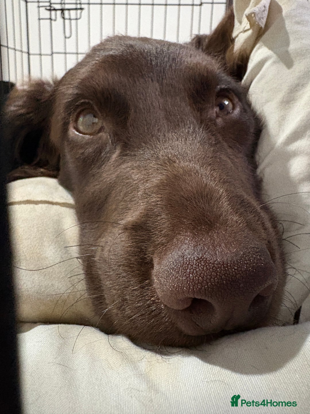 Cocker Spaniel dogs for sale: Top Working Line Cocker Spaniel Puppies in Bedlington - Image 10
