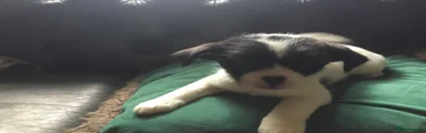 Mixed Breed 4