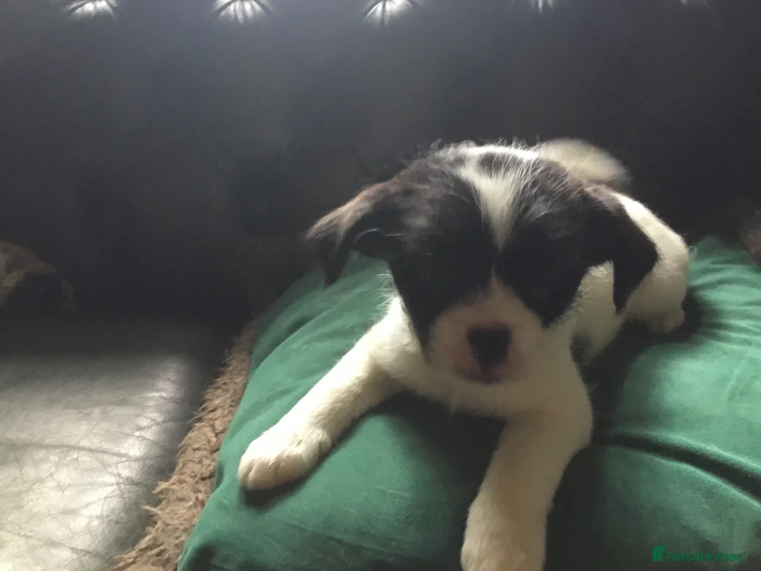 Mixed Breed dogs for sale: Japanese Chin/Jack Russell puppies - Advert 2