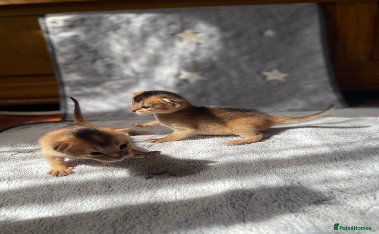 Abyssinian cats - Advert 3