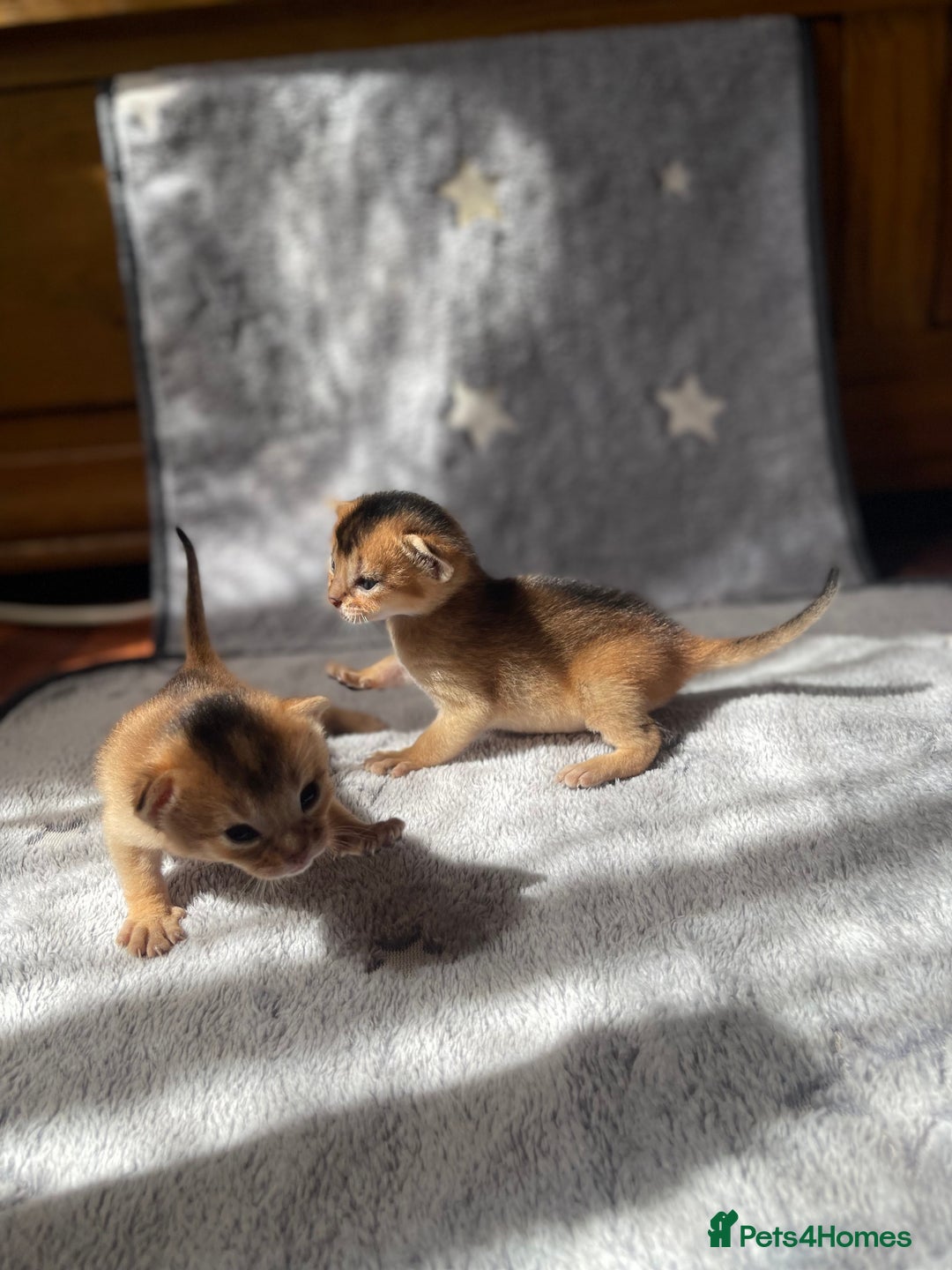 Abyssinian cats for sale: 🏆🥇Top Quality Champion Lines Abyssinian Kittens  - Image 1