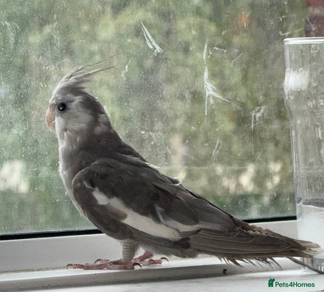 Cockatiels birds for sale: Baby cockatiel birds - Image 7