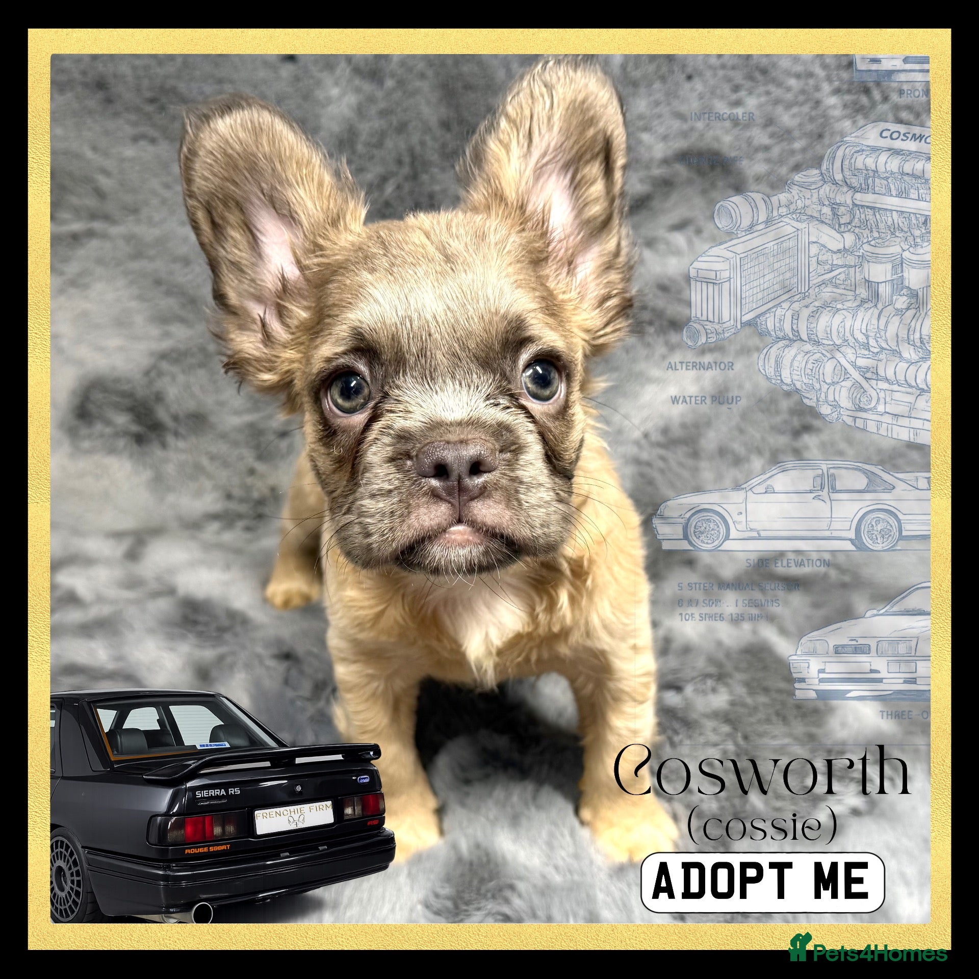 French Bulldog dogs KC Registered EXCELLENT BLOODLINE HEALTH TESTED - Advert 11