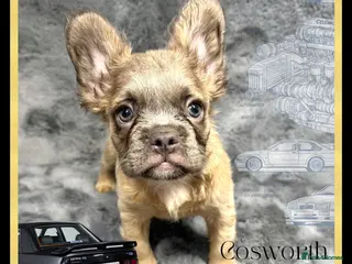 French Bulldog dogs KC Registered EXCELLENT BLOODLINE HEALTH TESTED - Advert 1
