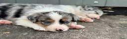 Border Collie dogs for sale: Gorgeous Collie Pups Mum ISDS Registered - Advert 3
