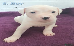 Mixed Breed dogs for sale: English/American Staffy Pups - Image 15