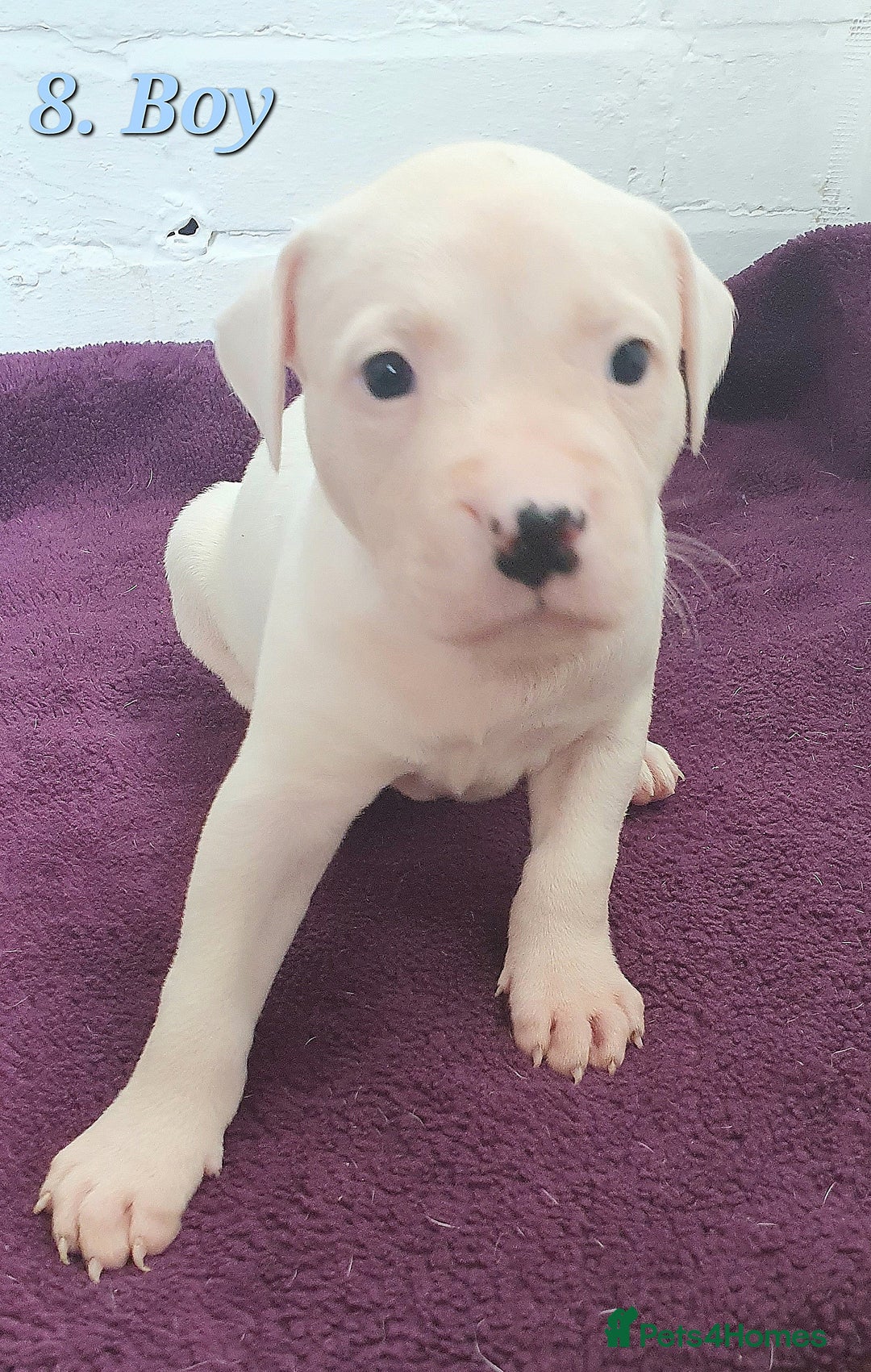 Mixed Breed dogs for sale: English/American Staffy Pups - Image 15
