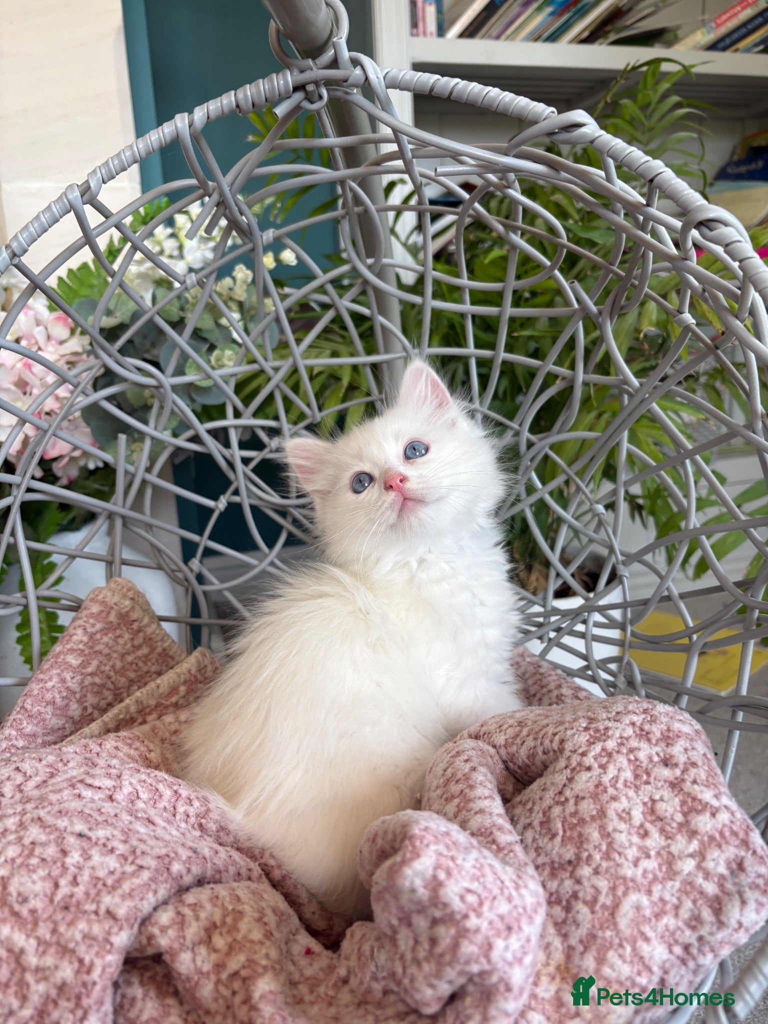 Ragdoll cats TICA & GCCF pedigree ragdoll kittens - Advert 1