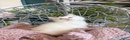 Ragdoll cats for sale: TICA & GCCF pedigree ragdoll kittens - Advert 1