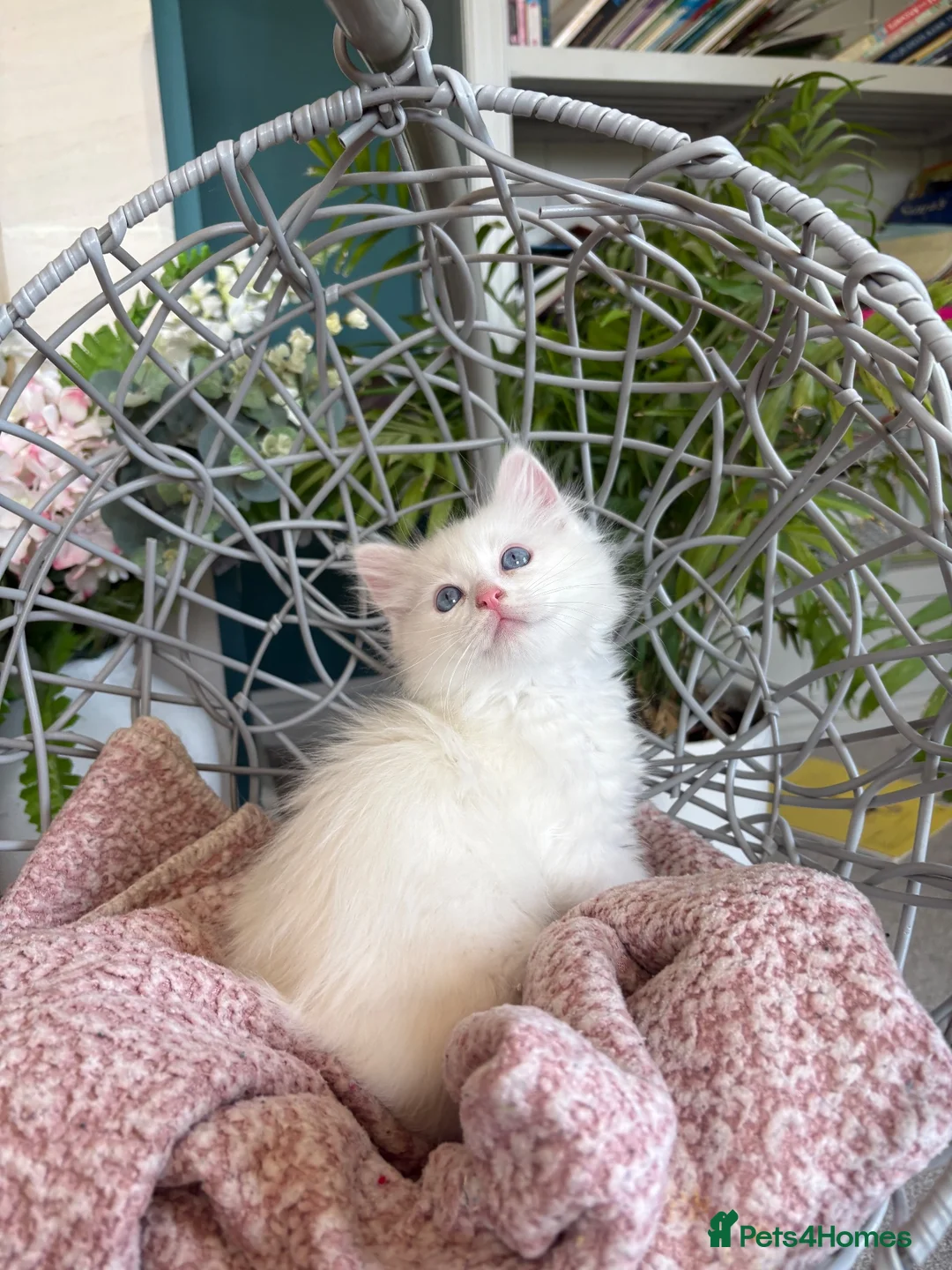 Ragdoll cats for sale: TICA & GCCF pedigree ragdoll kittens - Advert 1