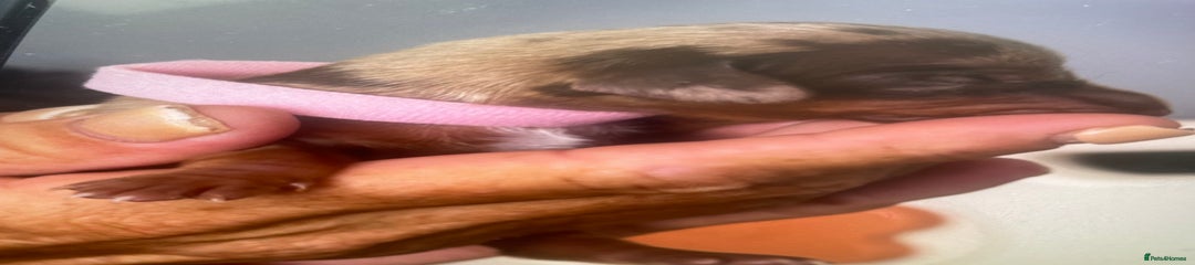 Miniature Dachshund Puppy 5