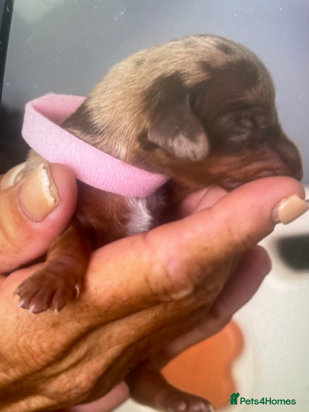 Miniature Dachshund dogs for sale: Miniature Dachshunds  - Image 9