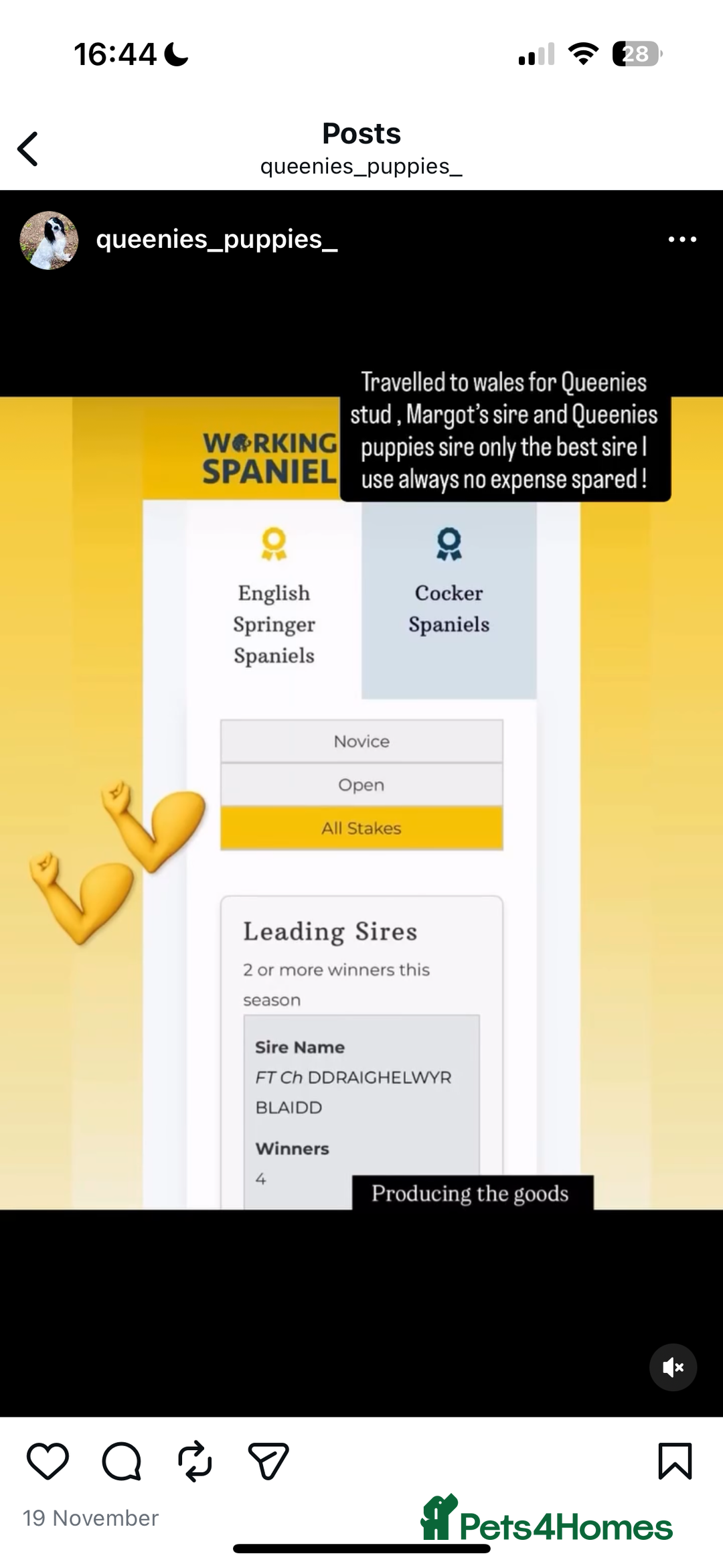 English Springer Spaniel dogs for sale: Fun whistle trained and crate clean by 8 weeks   - Advert 7