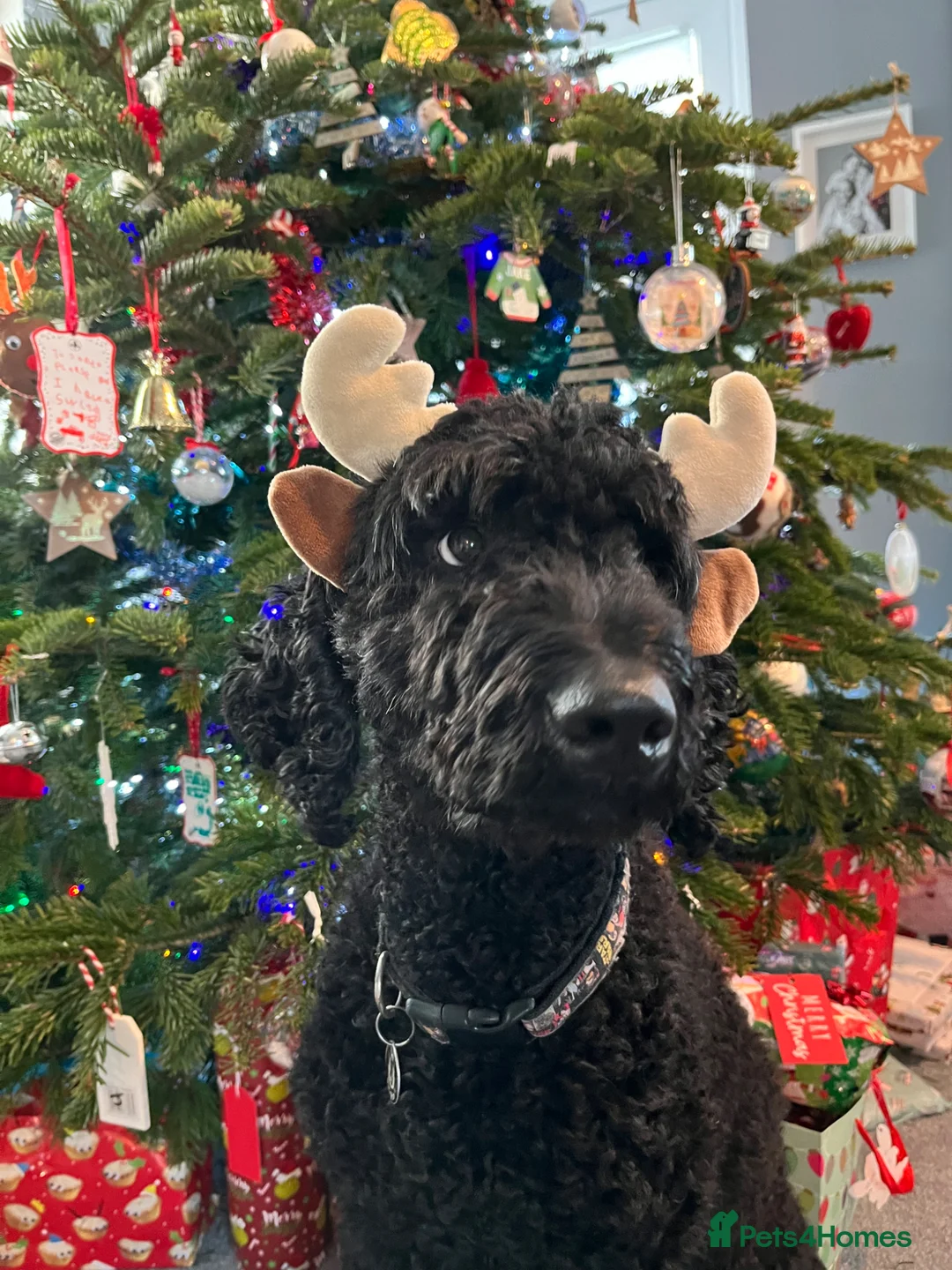 Labradoodle dogs for sale: Obi. Labradoodle - Advert 1