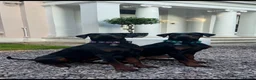 Dobermann dogs for sale: Two Doberman 3YO females for sale  in Liverpool - Advert 1