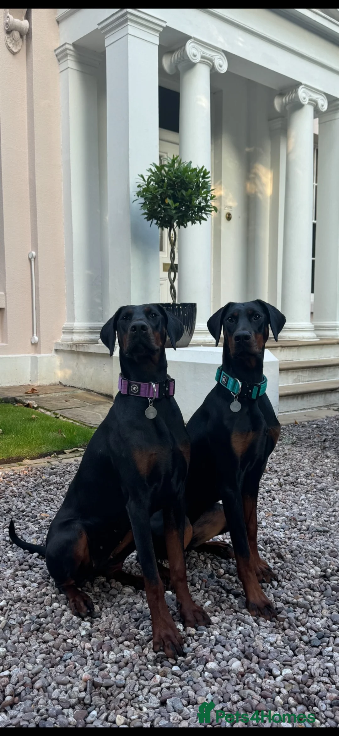 Dobermann dogs for sale: Two Doberman 3YO females for sale  in Liverpool - Advert 1