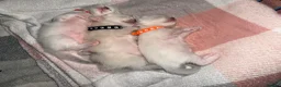 Ragdoll cats for sale: 3 Lilac Blue Ragdoll Little Girls 9wks old  in Colchester - Advert 5