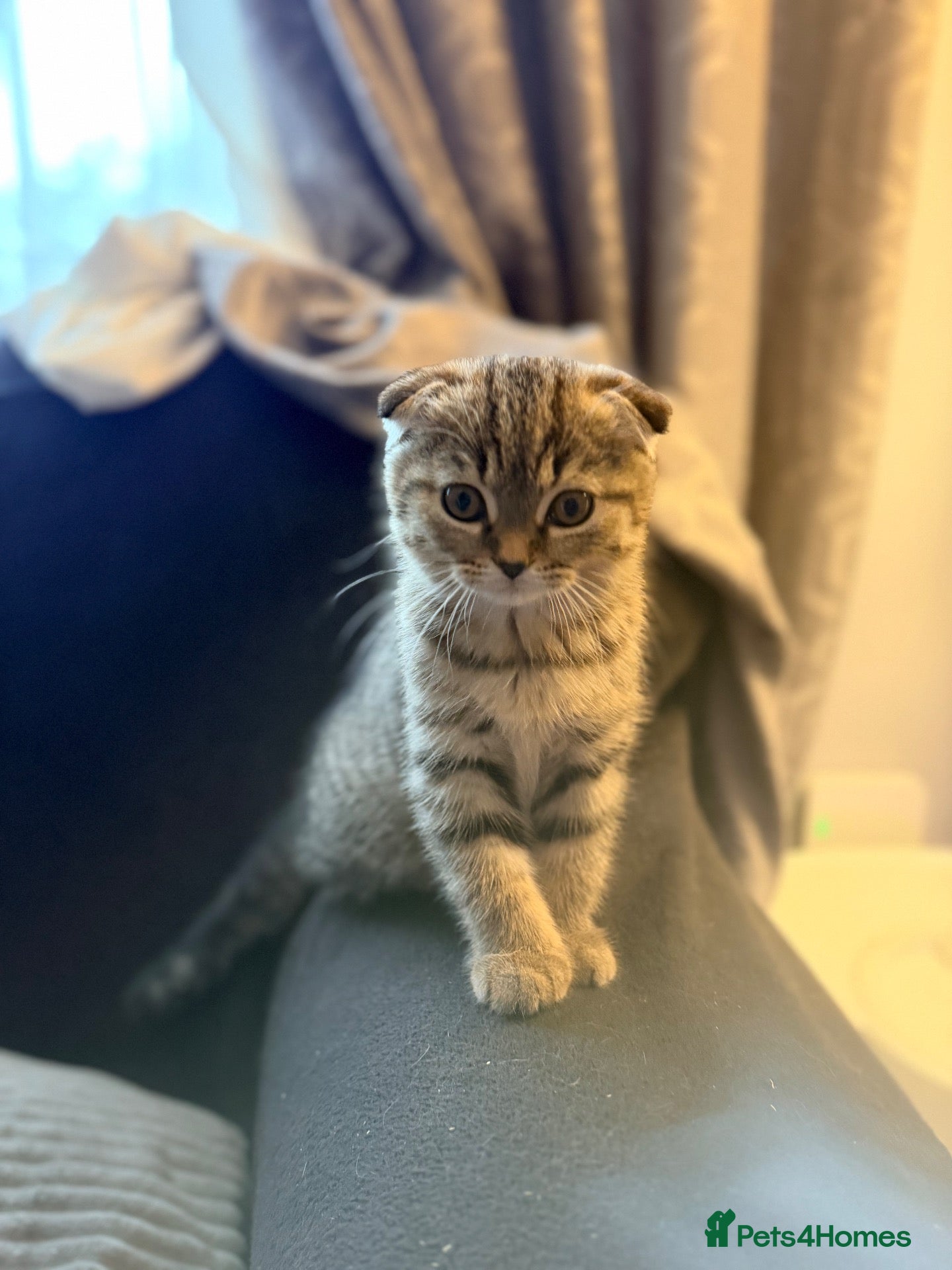 Scottish Fold cats !!! Stunning Scottish fold kittens for sale !!! - Advert 2