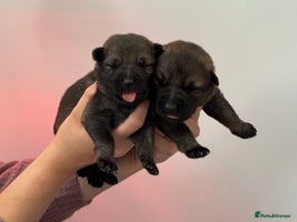 German Shepherd dogs - Advert 7