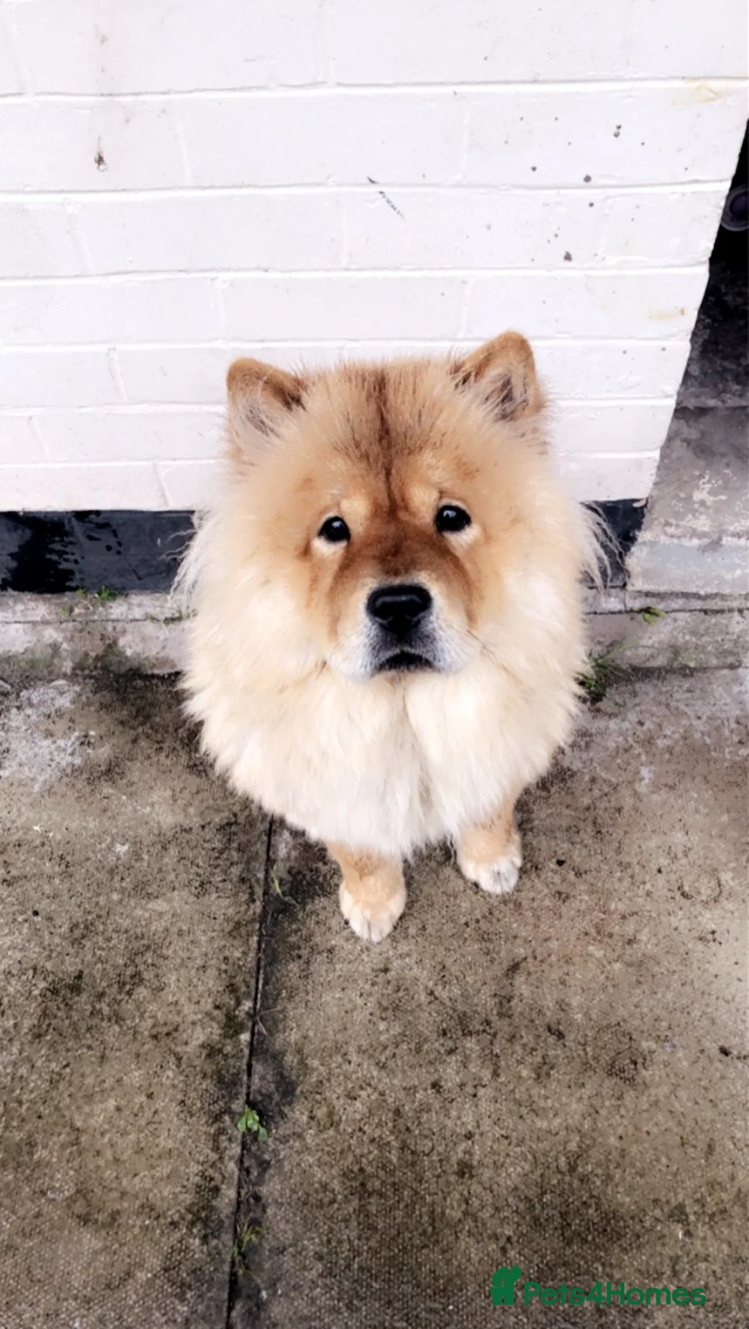 Chow Chow dogs for sale: Narla  - Advert 13