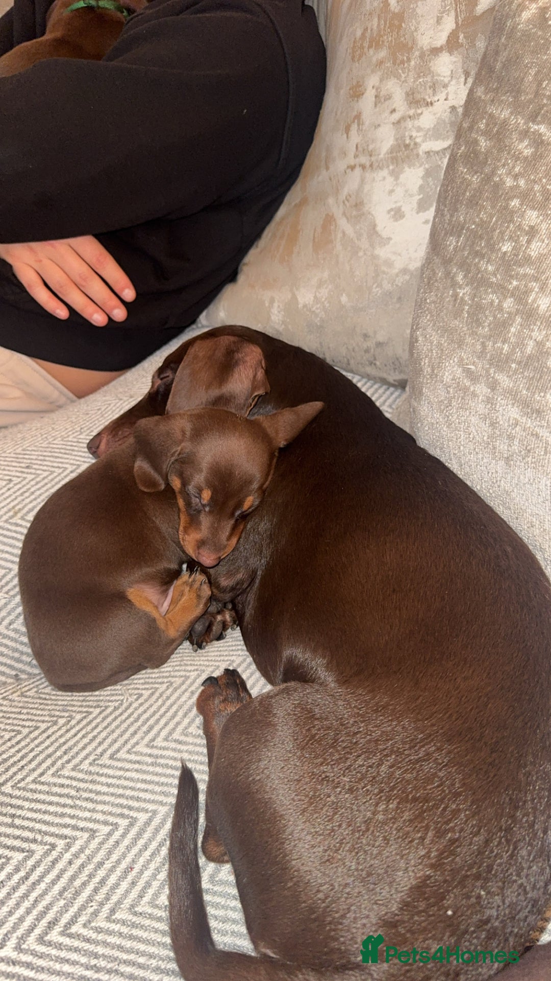 Miniature Dachshund dogs for stud: Stud PROVEN miniatures dachshund  - Advert 14