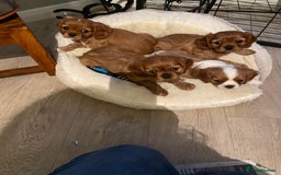 Cavalier King Charles Spaniel dogs for sale: Stunning Cavalier king Charles Spanniel Puppies - Advert 15