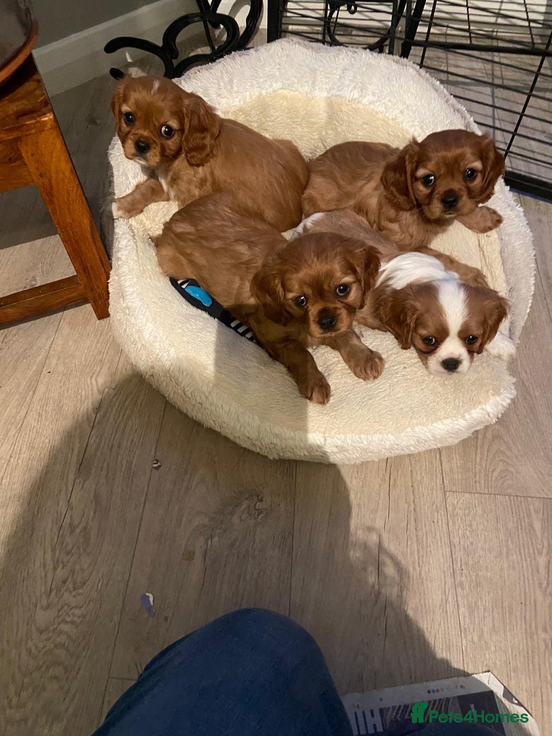 Cavalier King Charles Spaniel dogs for sale: Stunning Cavalier king Charles Spanniel Puppies - Advert 15