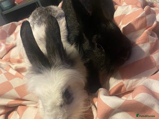 Mixed Breed rabbits - Advert 1