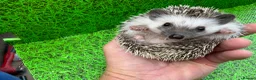 Pygmy Hedgehog rodents for sale: African Pygmy Hedghogs  - Advert 8