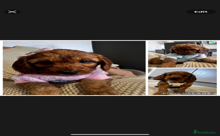 Cockapoo dogs - Advert 2