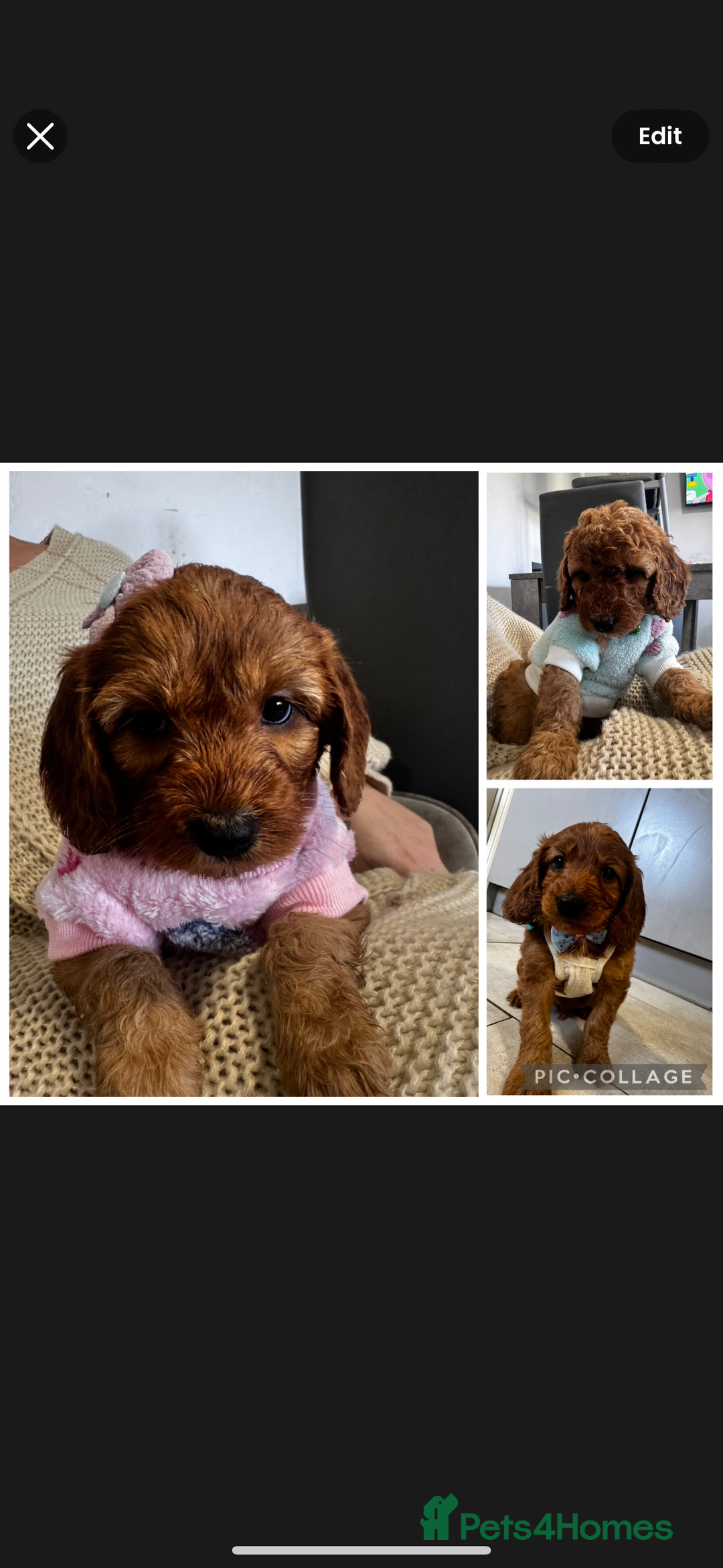 Cockapoo dogs for sale: 1 boy left beautiful teddy bears   - Image 6