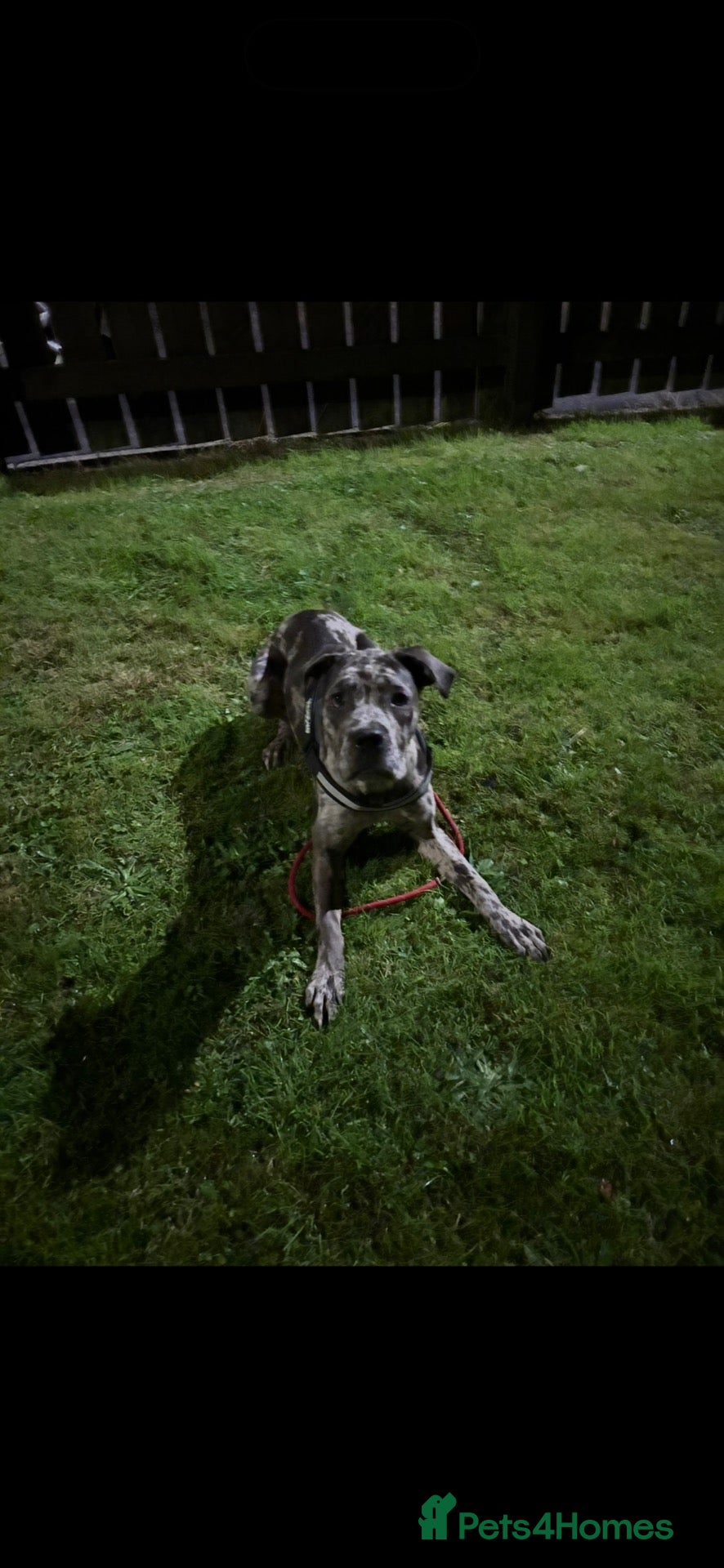Cane Corso dogs Female Cane Corso - Advert 7
