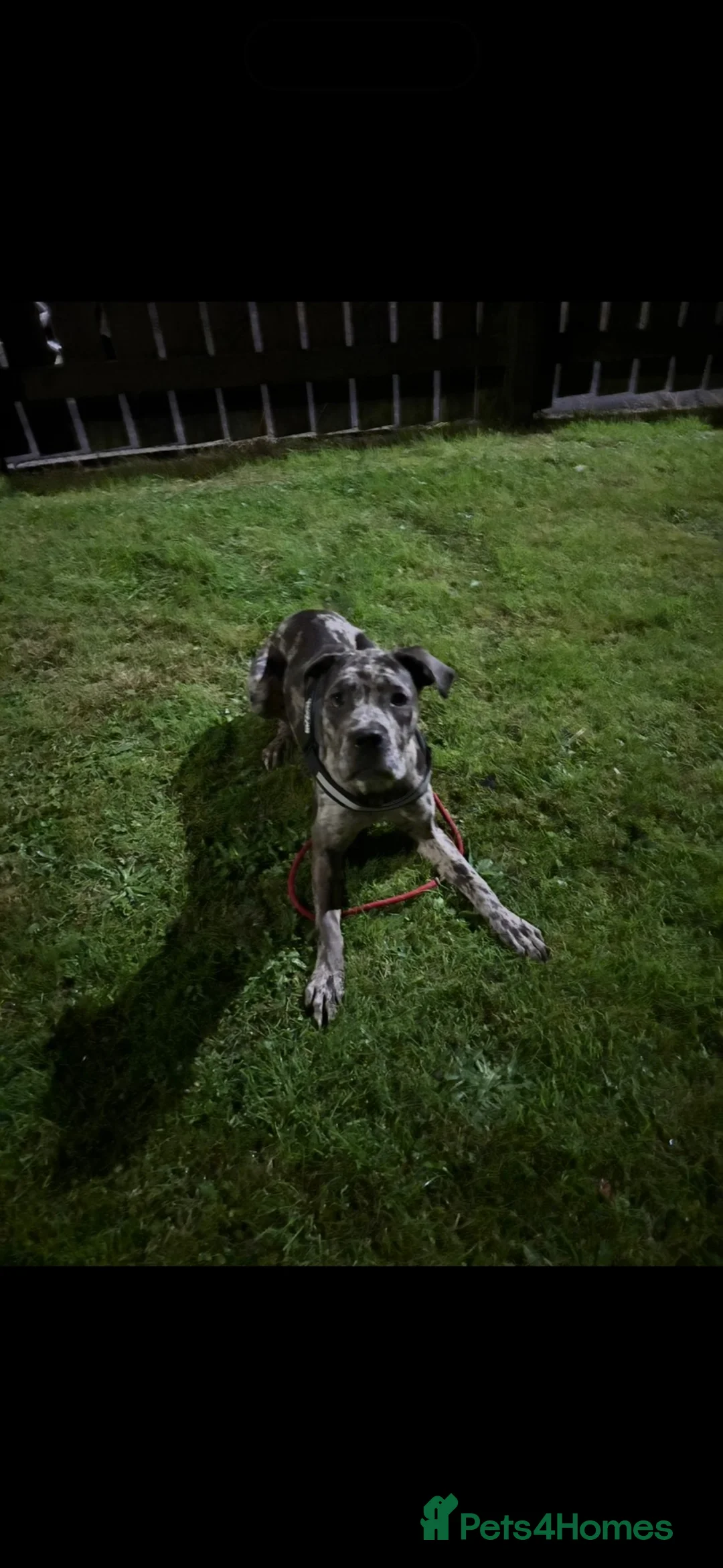 Cane Corso dogs for sale: Female Cane Corso in Bathgate - Advert 1
