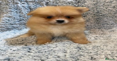 Pomeranian dogs - Advert 2