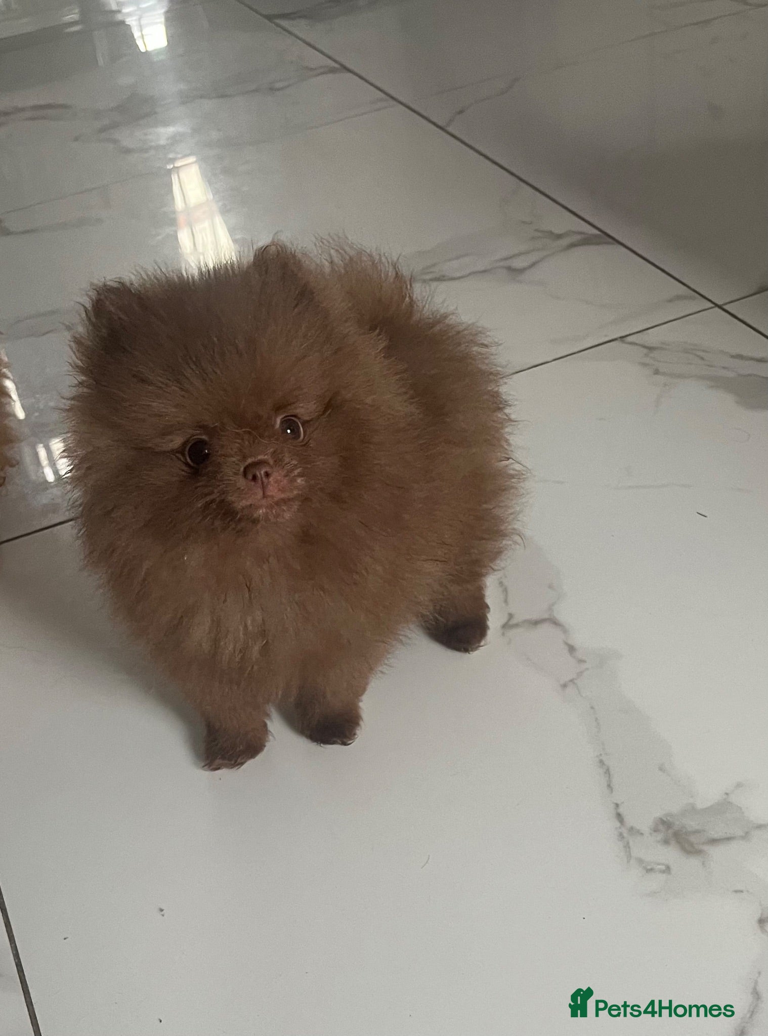 Pomeranian dogs Pomeranian babies ready now!!! - Advert 20