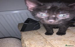 Bombay cats for sale: Kittens - Advert 20