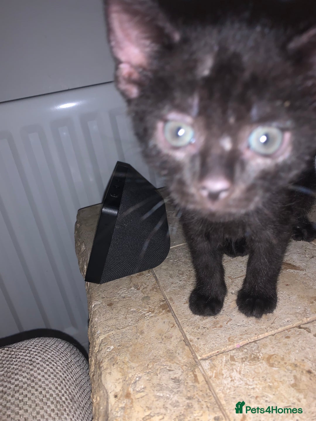 Bombay cats for sale: Kittens - Advert 20