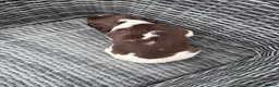 English Springer Spaniel dogs for sale: 🐶 KC REG GIRL,  READY THIS FRIDAY 🐶 - Advert 8