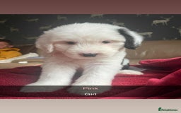 Old English Sheepdog dogs for sale: KC Registered Old English Sheepdog Pups - Image 3