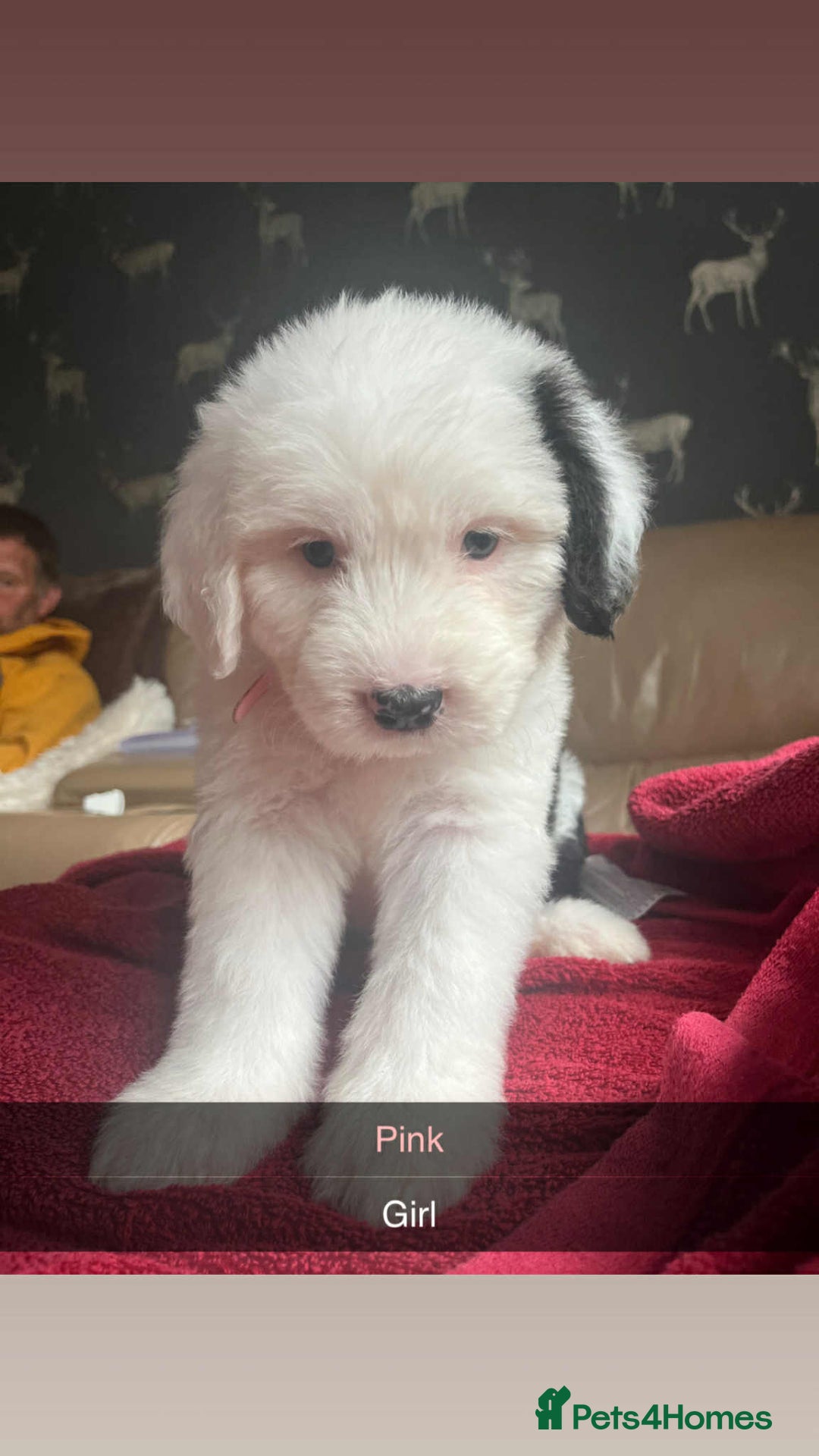 Old English Sheepdog dogs for sale: KC Registered Old English Sheepdog Pups - Image 3
