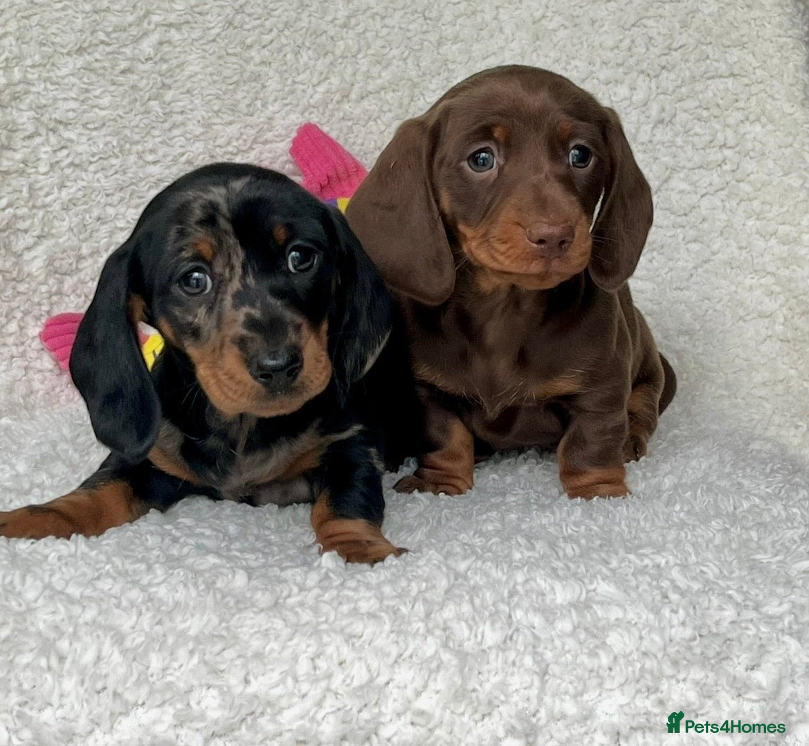 Dachshund dogs Adorable miniature dachshund puppy - Advert 1
