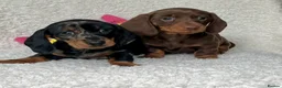Dachshund dogs for sale: Stunning miniature dachshund fully vaccinated  - Advert 6