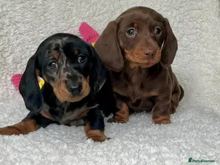 Dachshund dogs Adorable miniature dachshund puppy - Advert 1